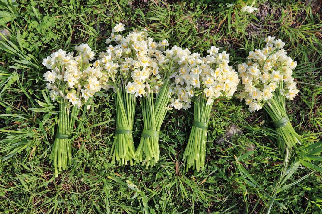 Bir demeti tarlada 100-120 TL, tezgahta 150-200 TL! O kentte hasat başladı 11